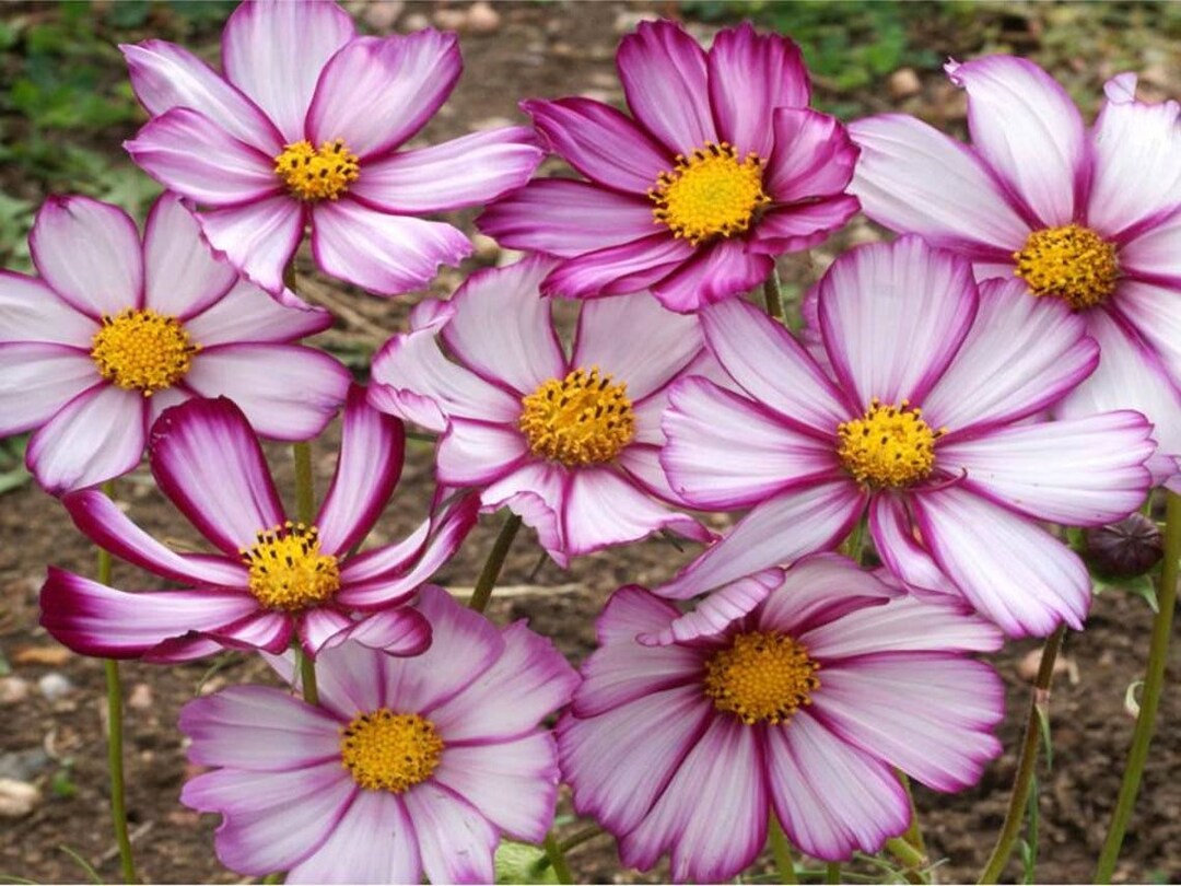 Sensation Picotee Cosmos